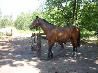 Galant le cheval fou 007