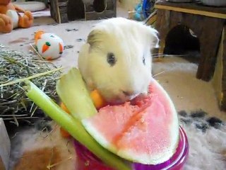 Nishi mange de la pastèque