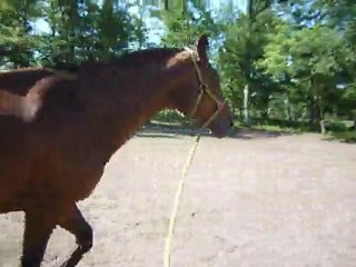 Galant le cheval fou 020