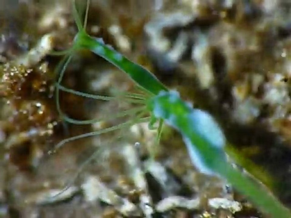Hydre 2