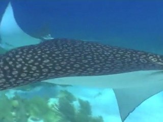 Raies aigle sur Molasses Reef