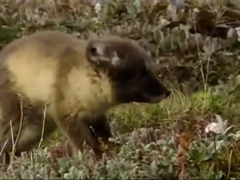 Terres Sauvages de Russie - L'ARCTIQUE