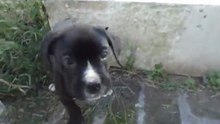 Ozzy y Darrell 1er video