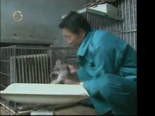 Una perra amamanta cachorros de "Ligre"