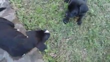 Ozzy y Darrell 2do video