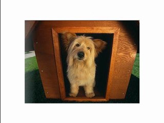 Como Enseñar A Un Perro A No Ladrar