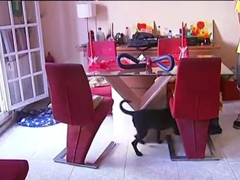 TV3 - Telenotícies - Troben una serp a la cuina