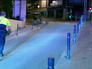 TV3 - Telenotícies - Senglars al cor de Gràcia