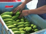 Commerce équitable : impact en République Dominicaine, des producteurs acteurs dans leur communauté