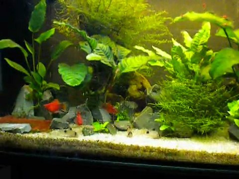 110 litres platys et corydoras