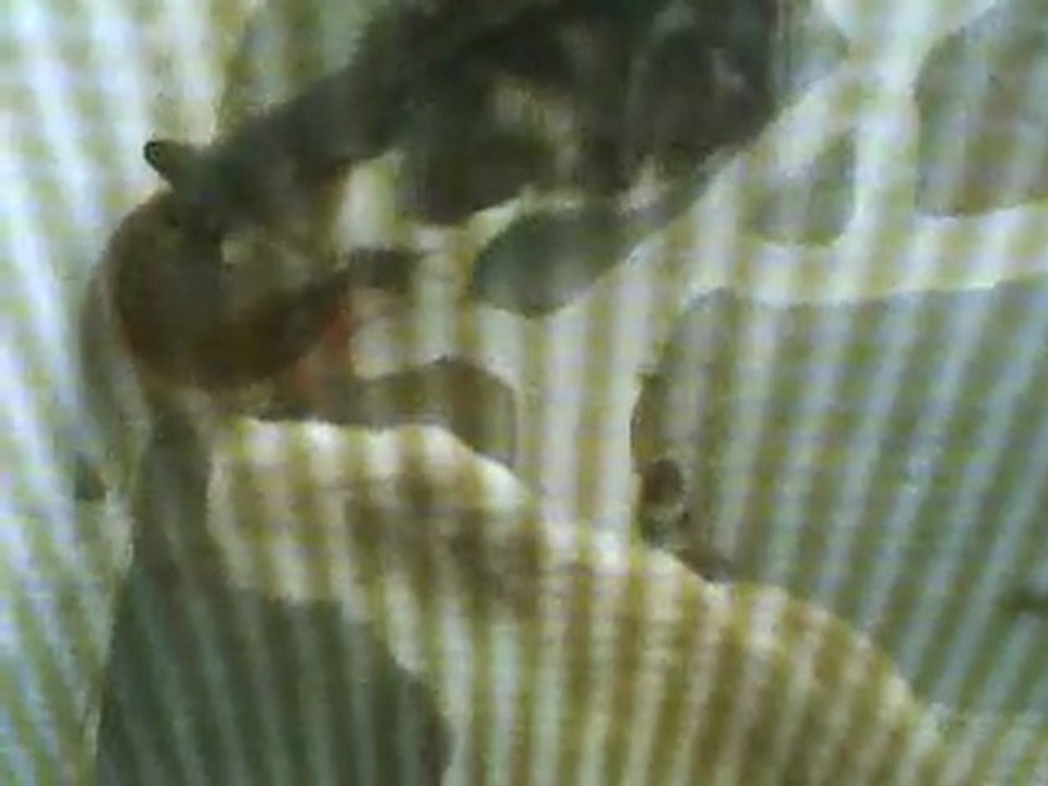 asteio video me gates