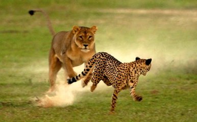 N.G | Büyük Kedilerin Yarışı