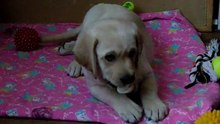 Labrador.Rem at the new location.