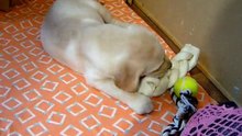 Labrador.Rem and a new home.