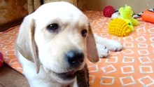 Labrador.Rem I'm home.