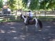 EDUCATION DU CHEVAL  EN EQUITATION AMERICAINE AVEC CHEVAL PAINT HORSE PAR L'EDUCATEUR EQUINS  TONY CLEMENCEAU