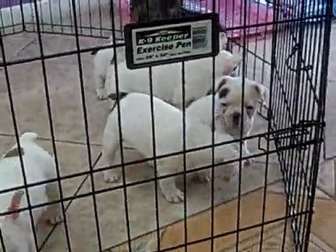 FRENCH BULLDOG, PUPPIES FOR SALE MIAMI, BROWARD. 305-262-7310.. PUPPIES TO GO.