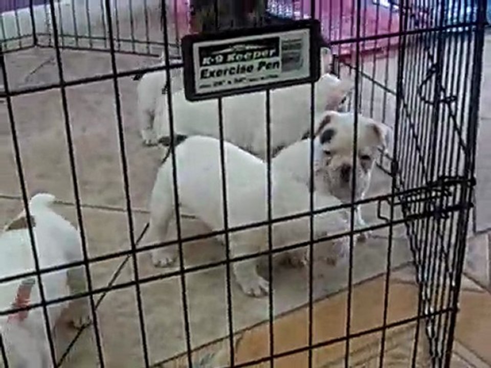 FRENCH BULLDOG, PUPPIES FOR SALE MIAMI, BROWARD. 305-262-7310..  PUPPIES TO GO.