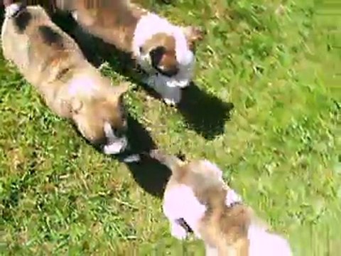vidéo du 25.05.2011 des 3 frères à 5 semaines...