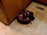 Kittens Riding A Vacuum