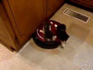 Kittens Riding A Vacuum