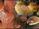 DXN HISTORIA DEL GANODERMA