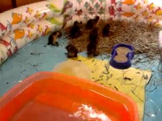 Vidéo0022