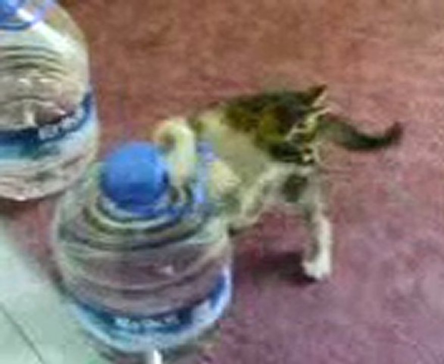 Yavru Kedi Oyuncağıyla Böyle Komik