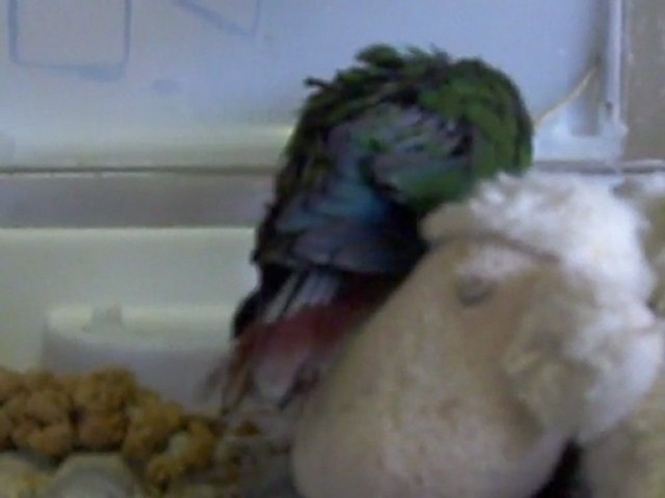 Mes 5 petites conures et une petite calopsitte - vidéo du 26/05/11