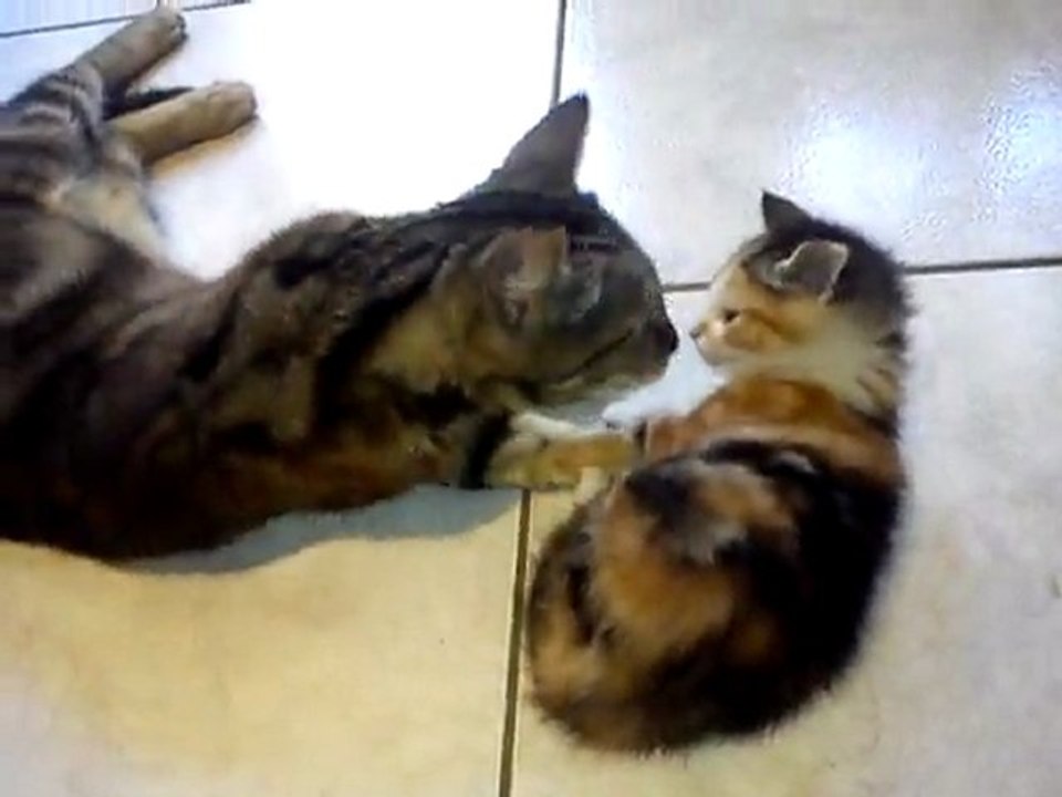 les chattons