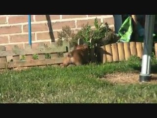 Griotte du Mont des Korrigans