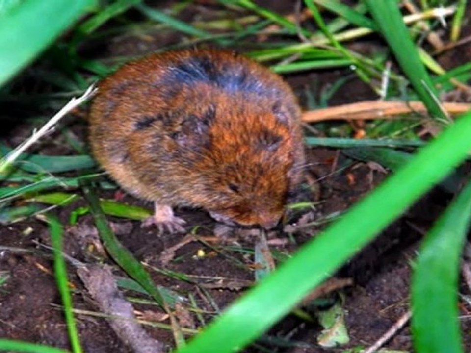 Video - Omaha Lawn Care Maintenance-Heartland Lawns Omaha-Omaha NE