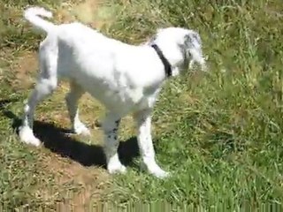 Gumpy de la plume du pévèle (Clip3)