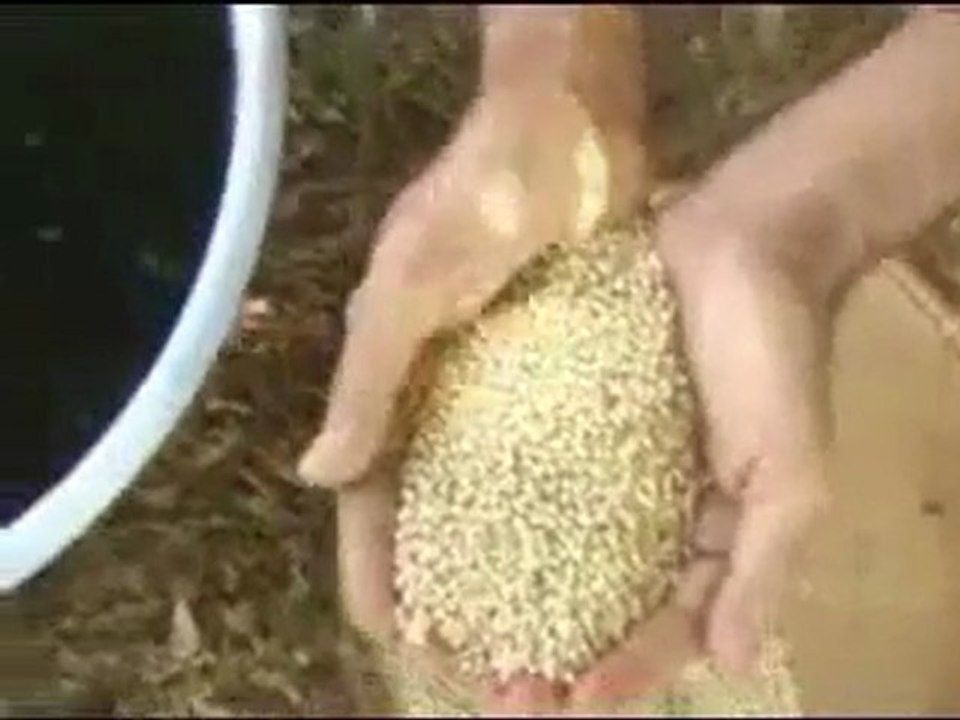 How to revive a dying tree !