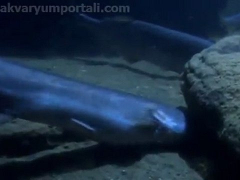 Malawi Gölü Belgeseli ( Akvaryum Portalı Özgün )