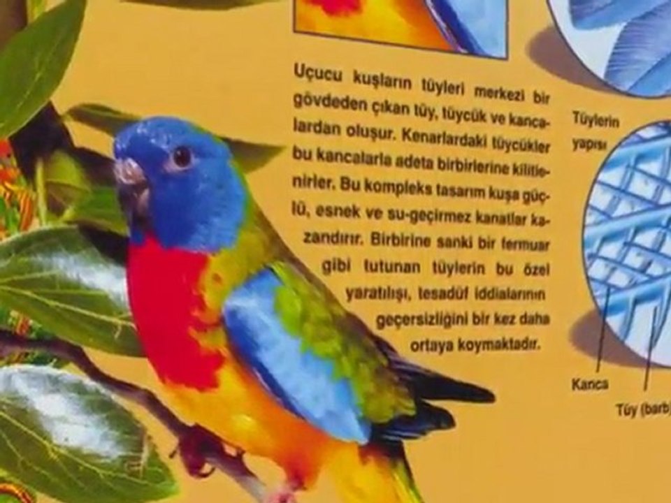 Sayın Adnan Oktar'ın Çalışmaları