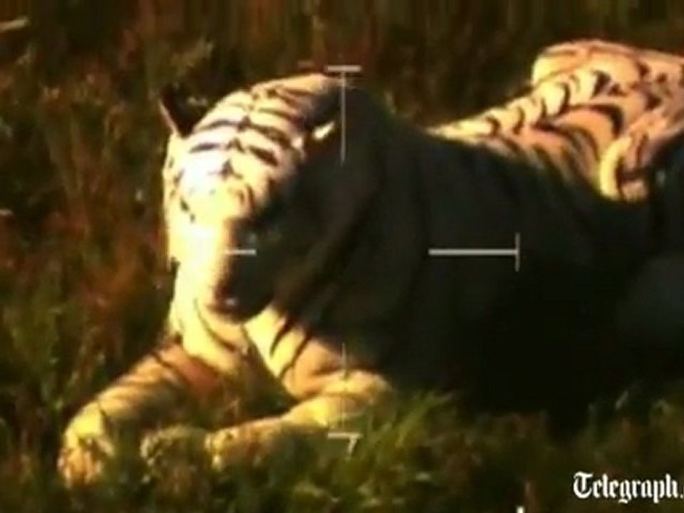 Police helicopter searches for mysterious Hampshire tiger that turns out to be a toy