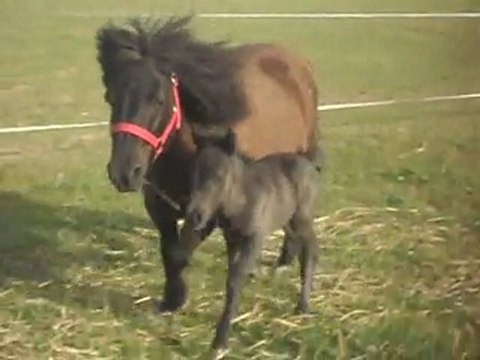Pouliche Blue Night et Réglisse Shetland 1.2)24/05/2011