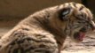 Tiger Quintuplets Born in Northeast China