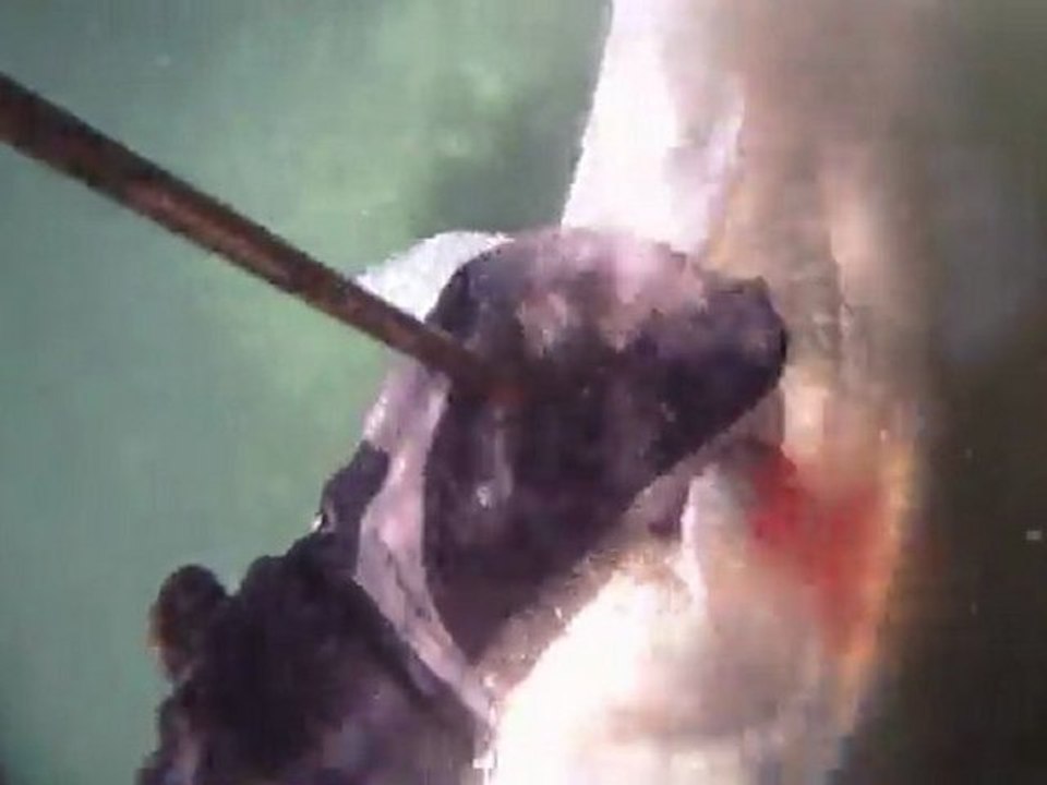 loup de mai 2011