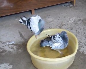 Güvercinlerimin Banyo Sefası
