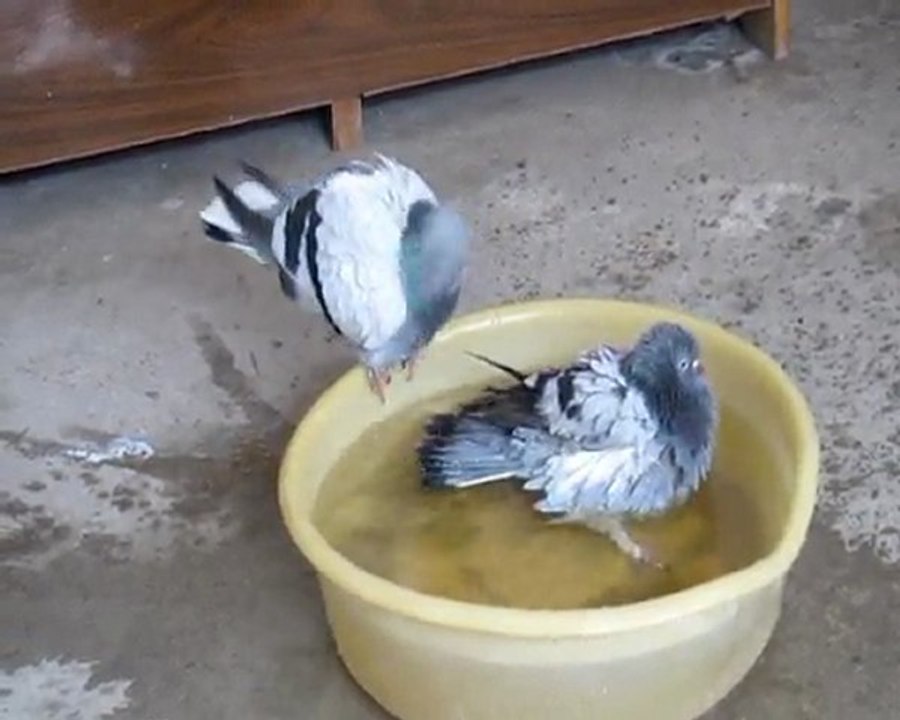 Güvercinlerimin Banyo Sefası