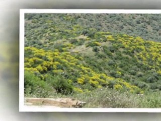 Fıstık Festivali Uçuş Ekinliği Koçarlı/AYDIN