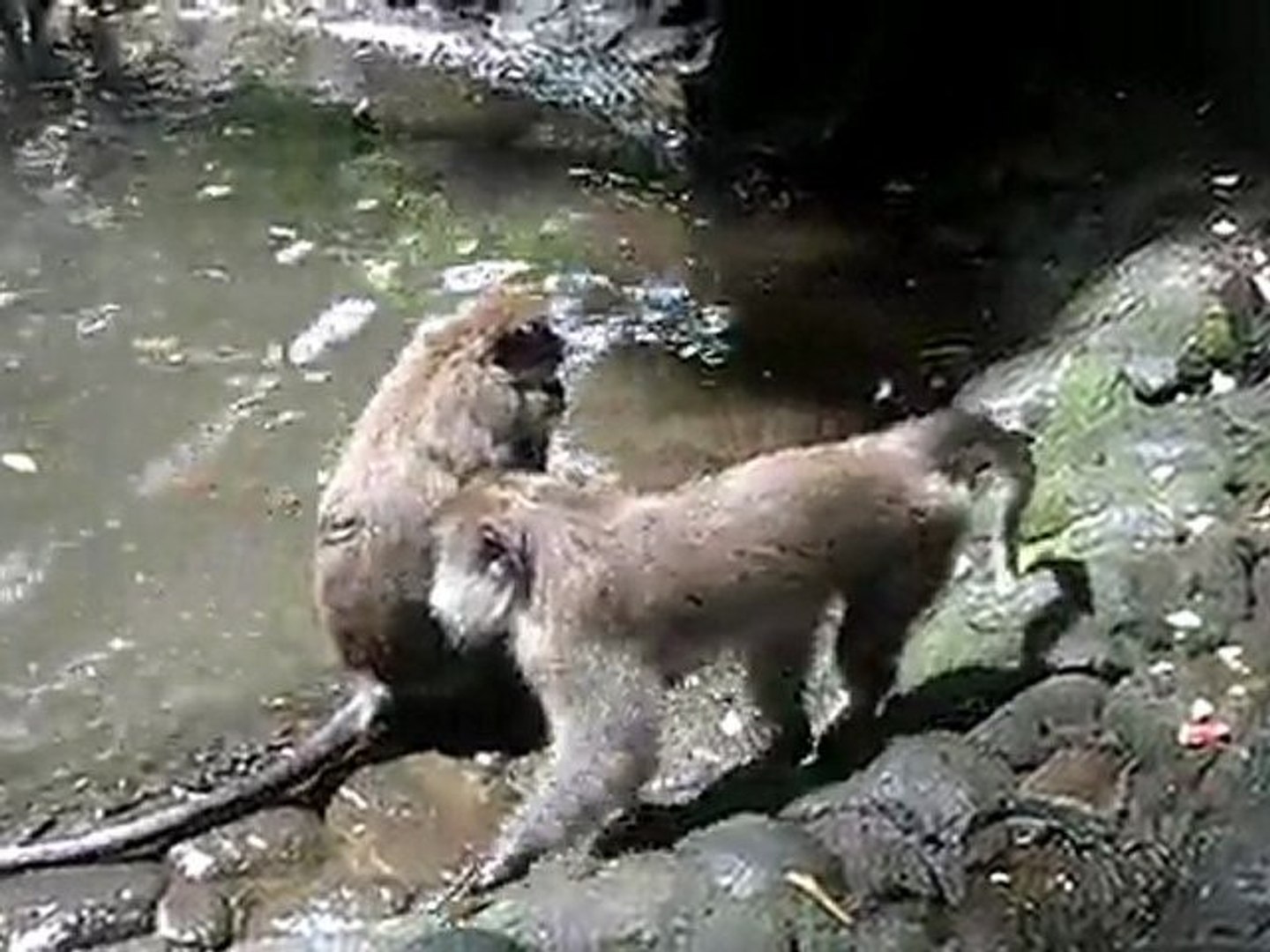 monkey forest