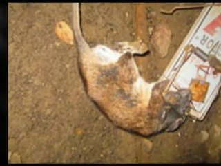 Avert Environmental Pest Control Inc