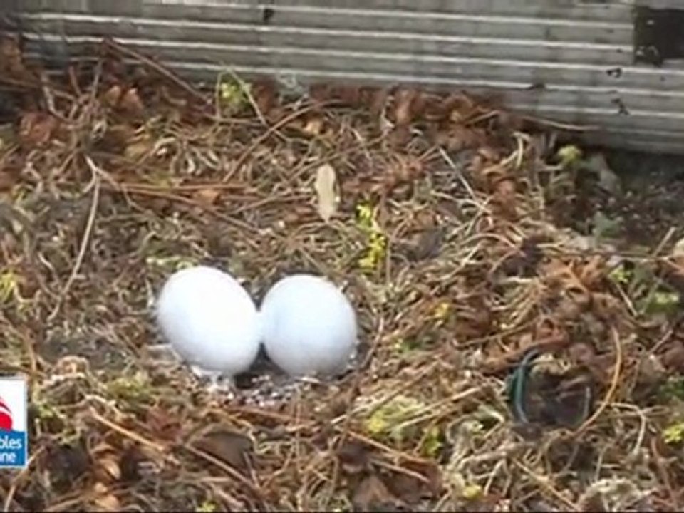 LA CAMPAGNE DE STÉRILISATION DES ŒUFS DE GOÉLANDS