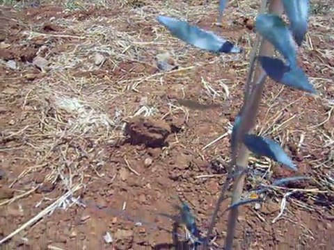 BODUR ZEYTİN YETİŞTİRİCİLİĞİ