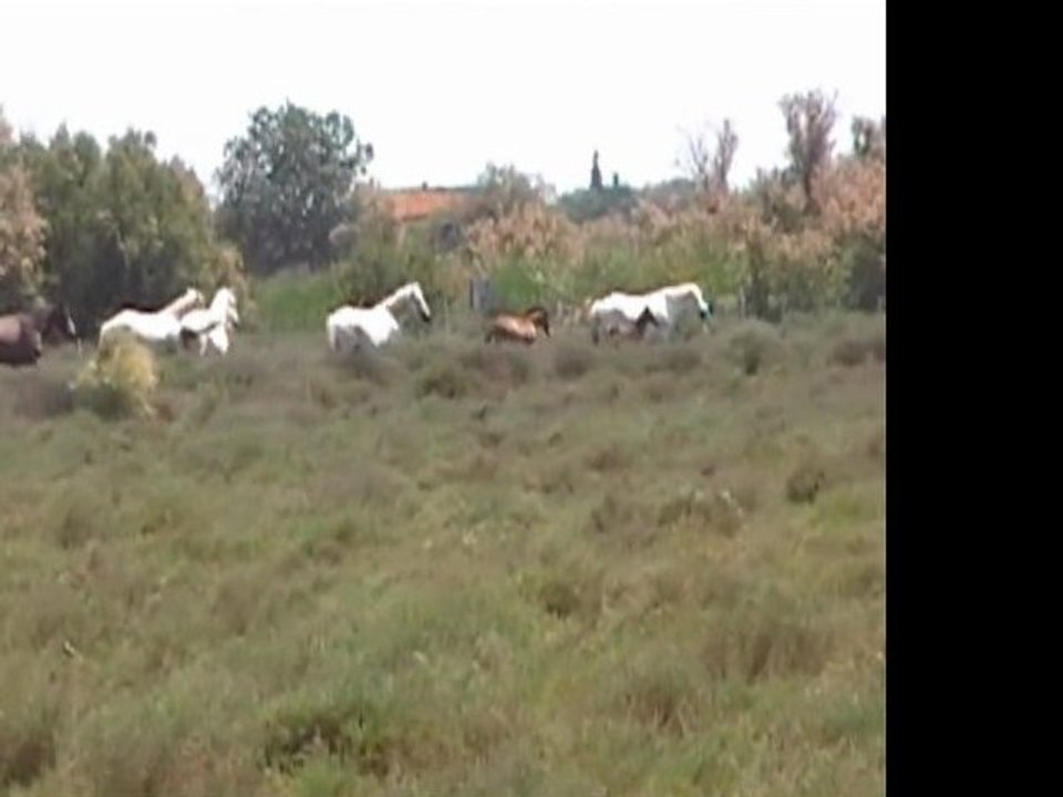 Patchaka en Camargue le 25 mai 2011