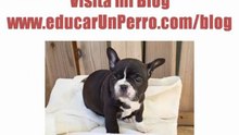 Como Educar un Bulldog Frances