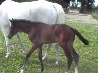 Premiers jours de BEAUTYHEART DE CRILLON par scandale d'ivraie et kinkou des pins par césariènne